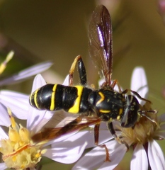 Spilomyia sayi