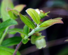 Vaccinium myrtilloides