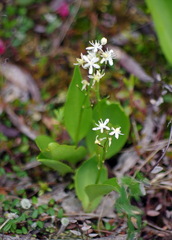 Maianthemum trifolium