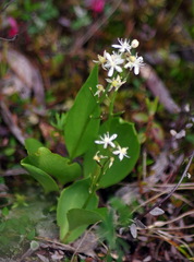 Maianthemum trifolium