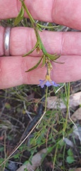 Dampiera stricta