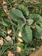 Verbascum pulverulentum