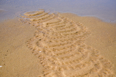 Phoenicopterus chilensis