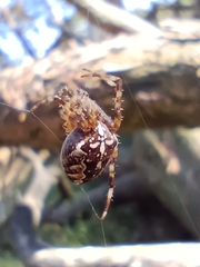 Araneus diadematus