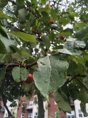 Rosaceae