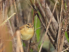 Acrocephalus bistrigiceps