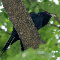 Eudynamys scolopaceus