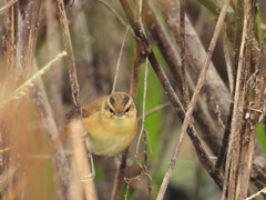 Acrocephalus bistrigiceps