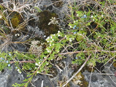Juniperus horizontalis