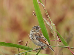 Emberiza