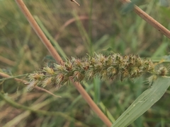 Cenchrus echinatus