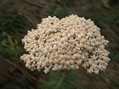 Achillea setacea