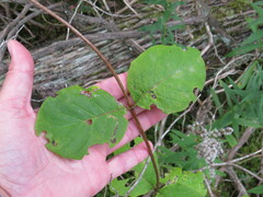 Lonicera hirsuta
