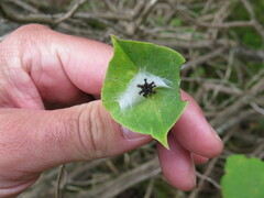 Lonicera hirsuta