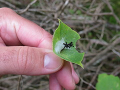 Lonicera hirsuta