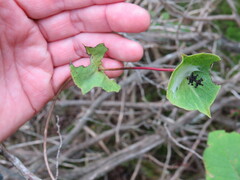 Lonicera hirsuta