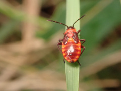 Tropidothorax leucopterus