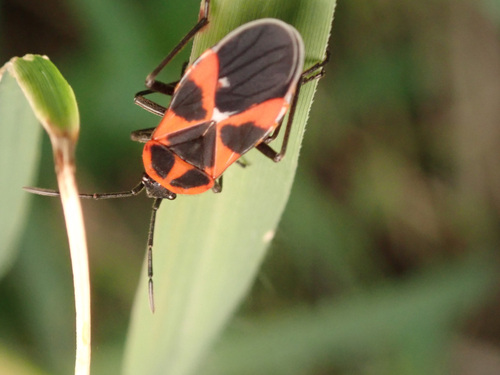 Tropidothorax leucopterus