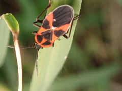 Tropidothorax leucopterus