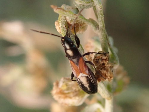 red-winged groundbug