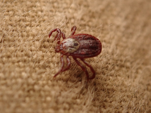 Ornate Cow Tick