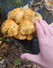 Pholiota