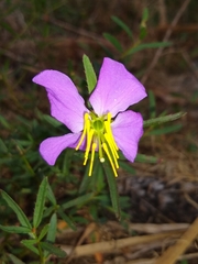 Rhexia cubensis