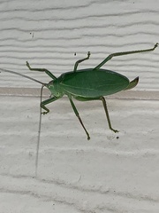 Pterophylla camellifolia