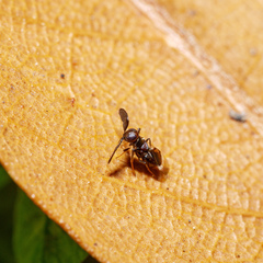Cryptanusia aureiscutellum