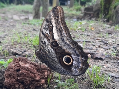 Caligo oileus