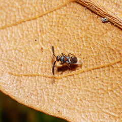 Cryptanusia aureiscutellum