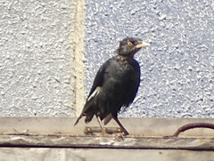 Acridotheres cristatellus