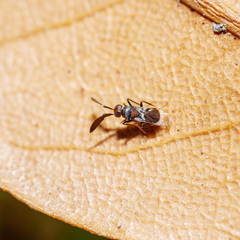 Cryptanusia aureiscutellum