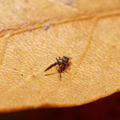 Cryptanusia aureiscutellum