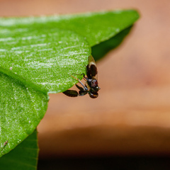 Cryptanusia aureiscutellum