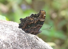 Kaniska canace