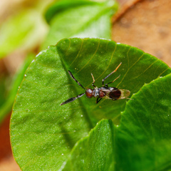 Cryptanusia aureiscutellum