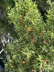 Juniperus coahuilensis