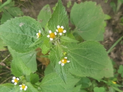 Galinsoga quadriradiata