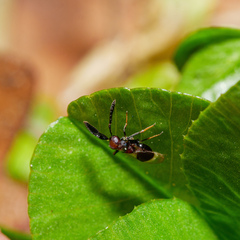 Cryptanusia aureiscutellum