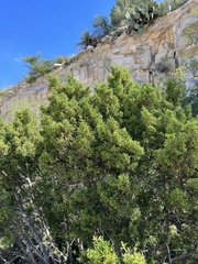 Juniperus coahuilensis