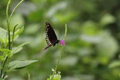 Papilio clytia
