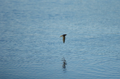 Hirundinidae image
