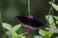 Papilio clytia
