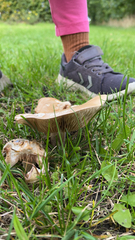 Clitocybe brunneocephala