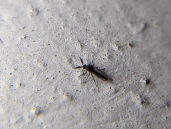 Chironomoidea