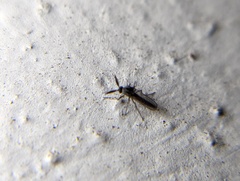 Chironomoidea