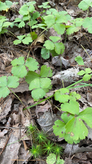 Waldsteinia fragarioides