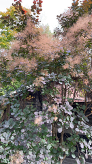 Cotinus coggygria