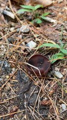 Phylloscypha phyllogena